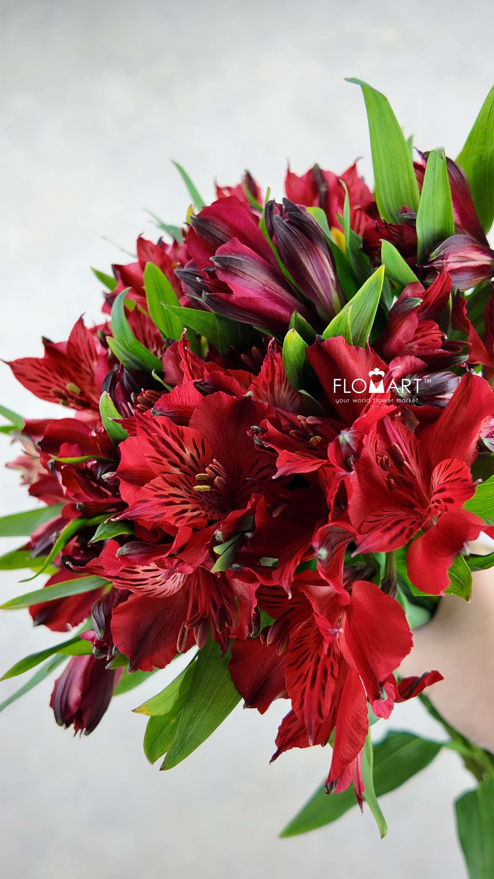 Alstroemeria Nirvana - Image 1