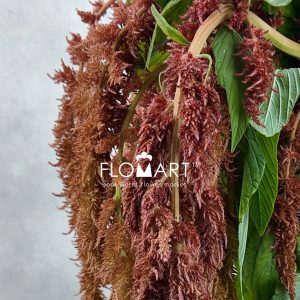 Amaranthus Brown Spider
