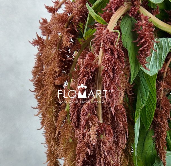 Amaranthus Brown Spider