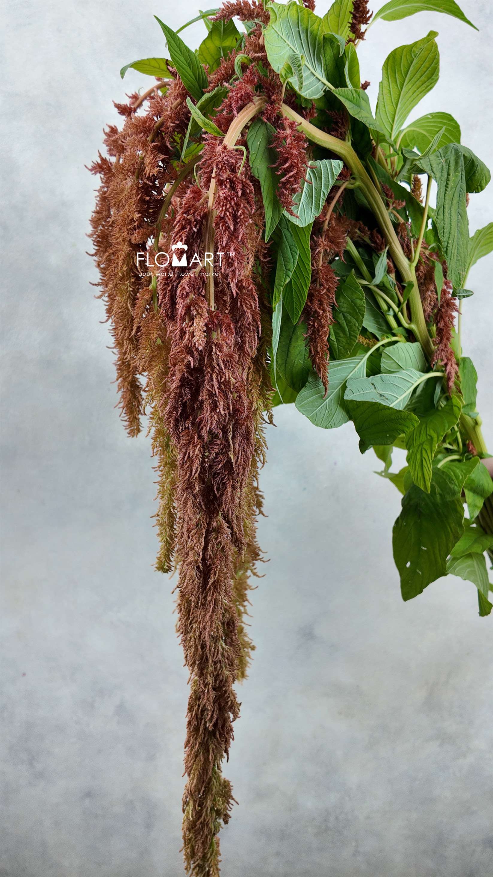 Amaranthus Brown Spider - Image 1