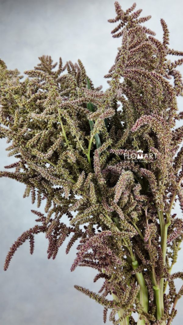 Amaranthus Brown Sugar