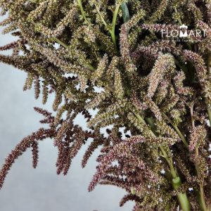 Amaranthus Brown Sugar