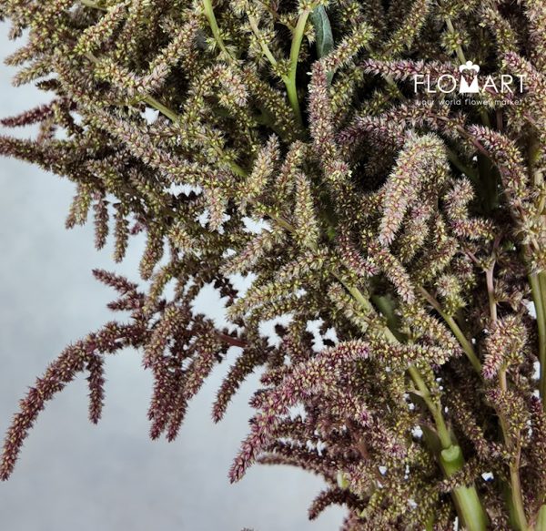 Amaranthus Brown Sugar