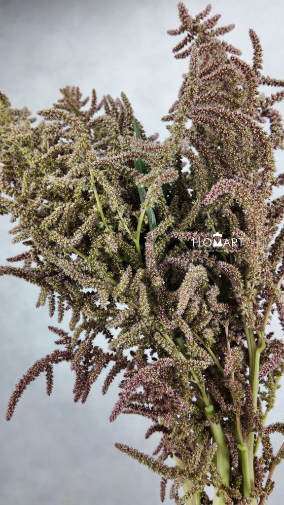 Amaranthus Brown Sugar