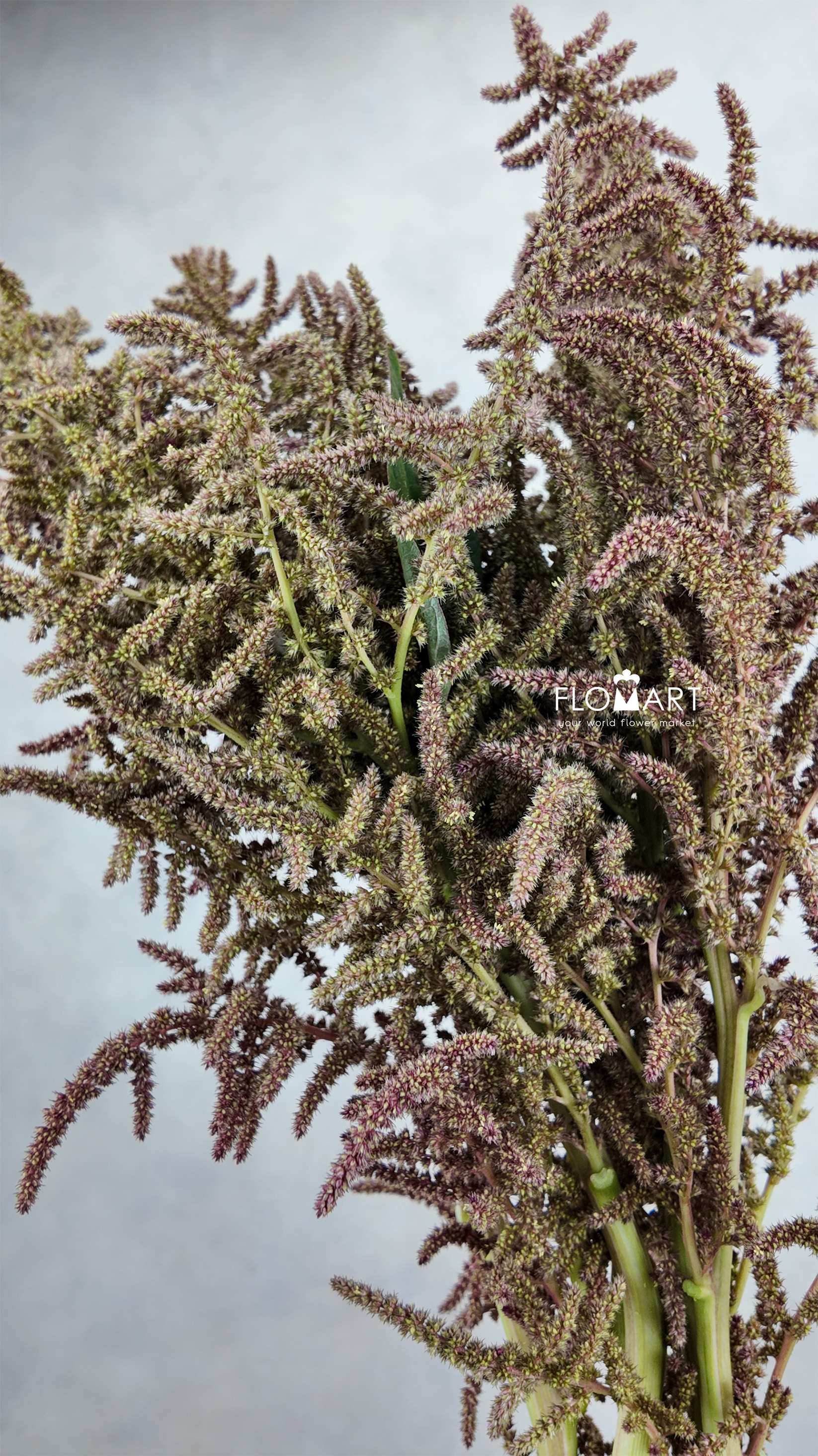 Amaranthus Brown Sugar - Image 1