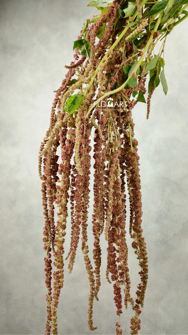Amaranthus Coral Fountain