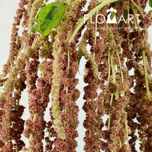 Amaranthus Coral Fountain