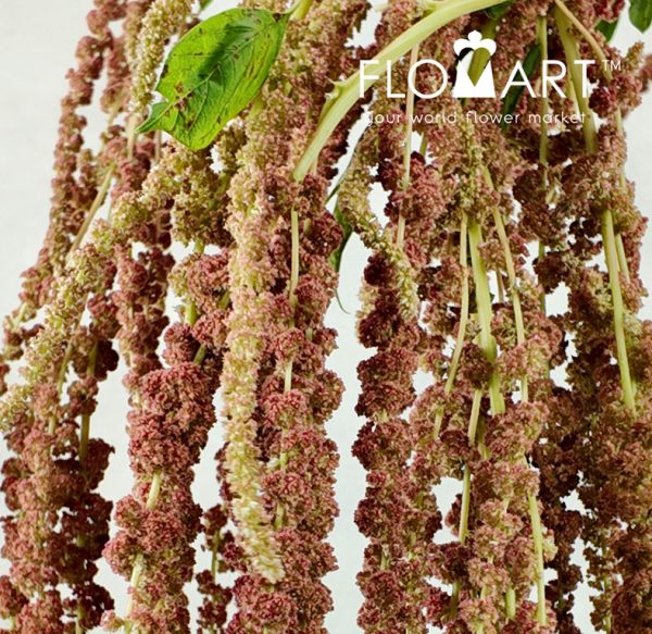 Amaranthus Coral Fountain