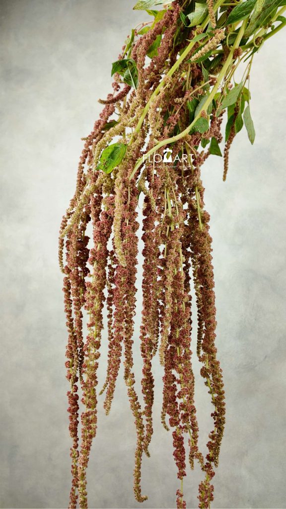 Amaranthus Coral Fountain