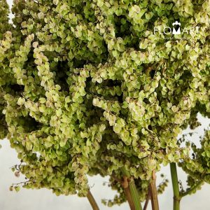 Amaranthus Gimbal