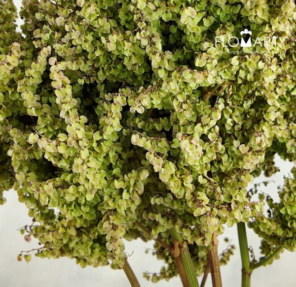 Amaranthus Gimbal