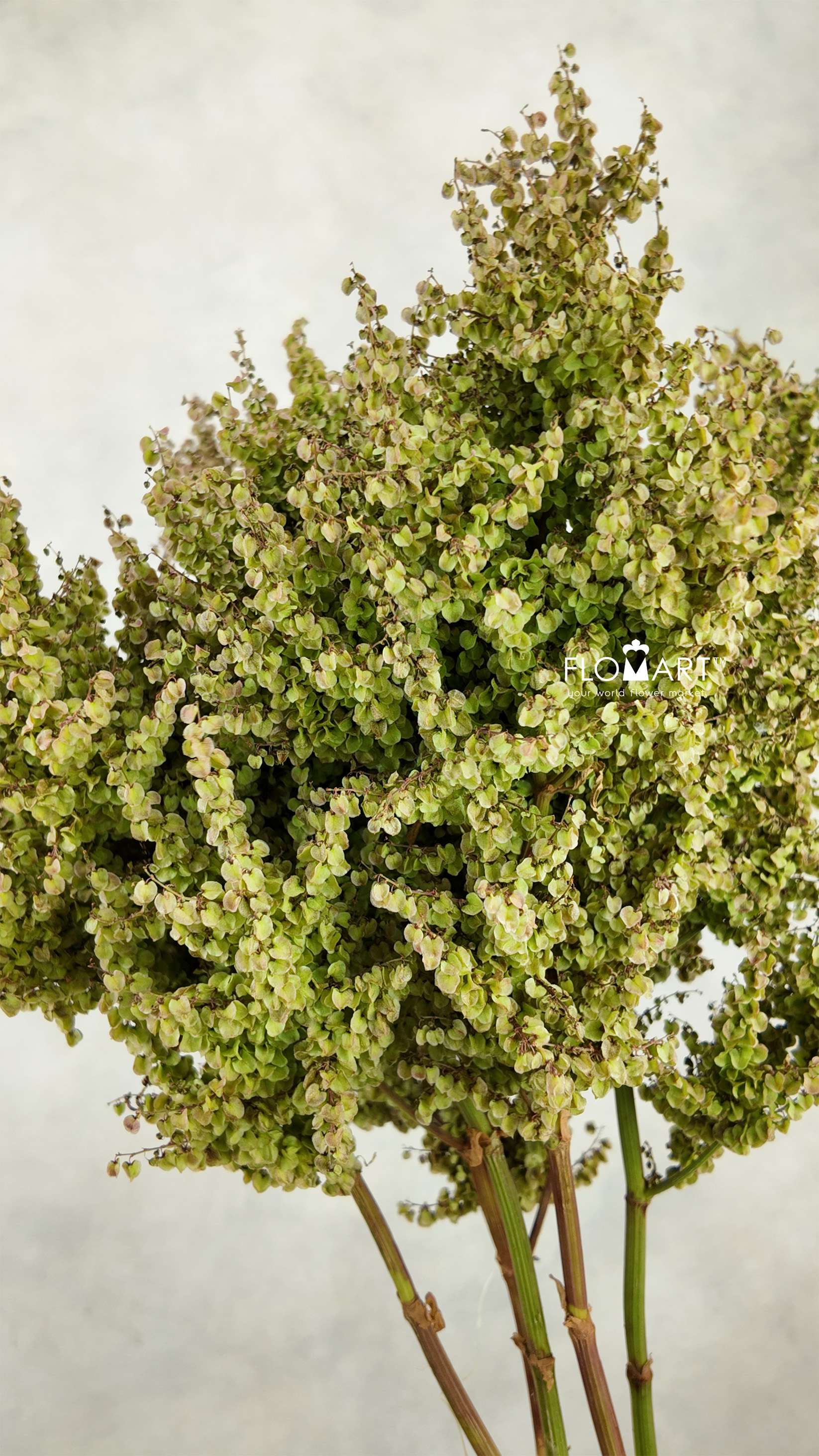 Amaranthus Gimbal - Image 1