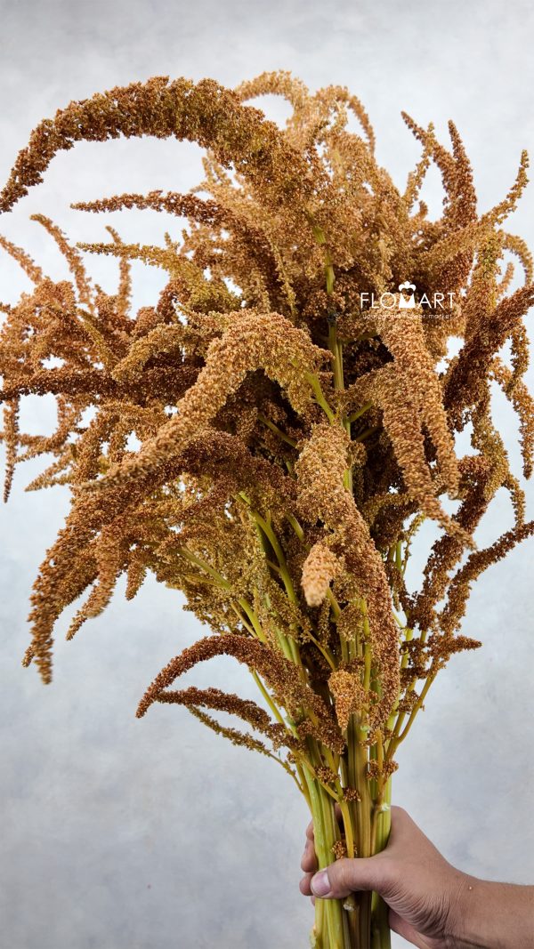 Amaranthus Hot Biscuit Brown