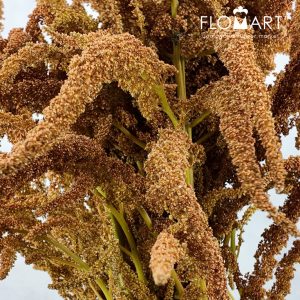 Amaranthus Hot Biscuit Brown