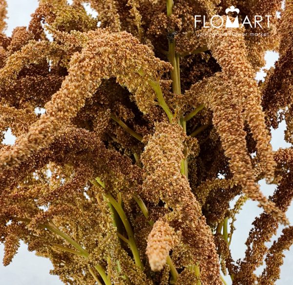 Amaranthus Hot Biscuit Brown
