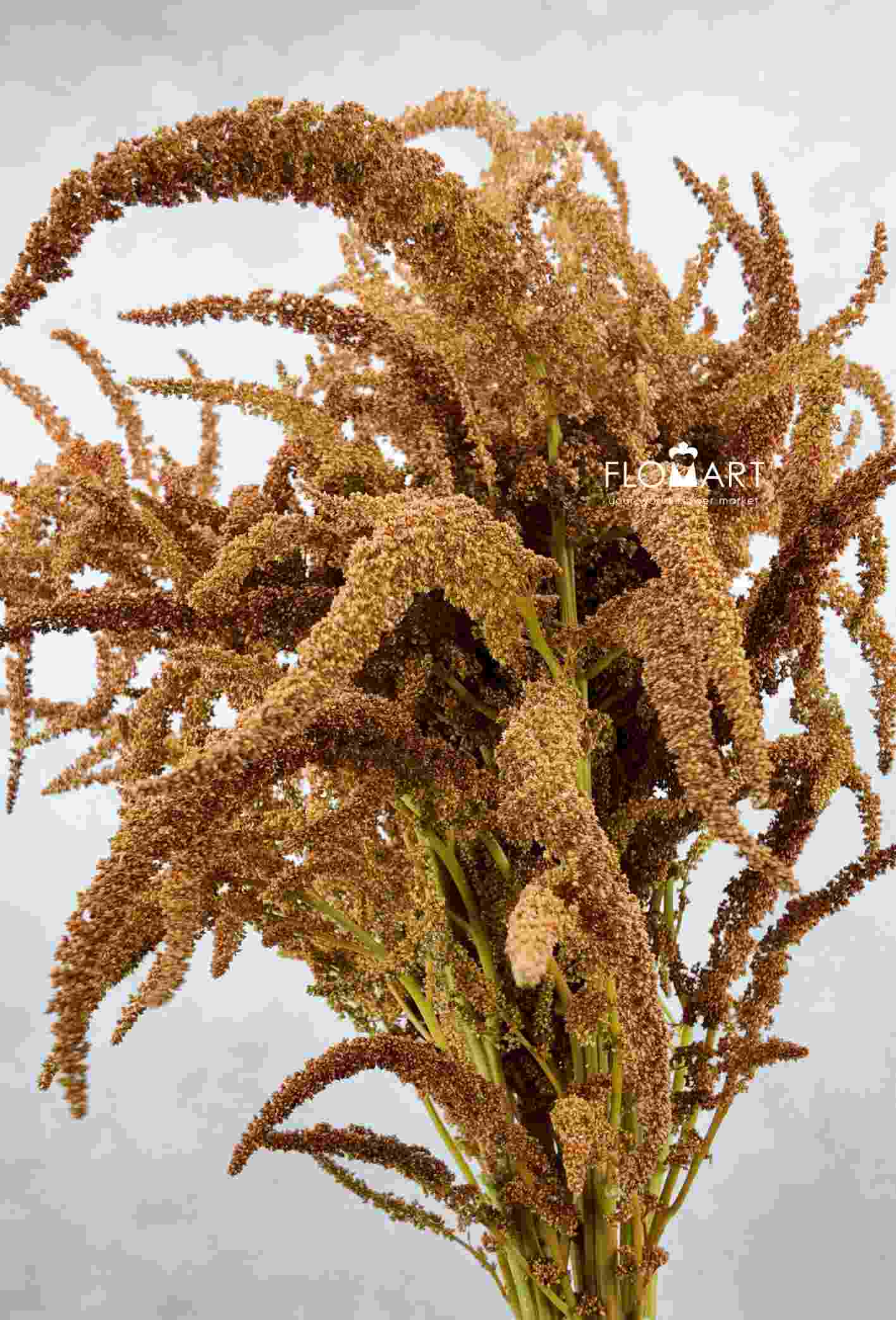 Amaranthus Hot Biscuit Brown - Image 1