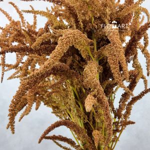 Amaranthus Hot Biscuit Brown - Image 2