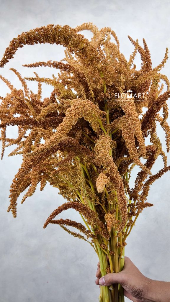 Amaranthus Hot Biscuit Brown