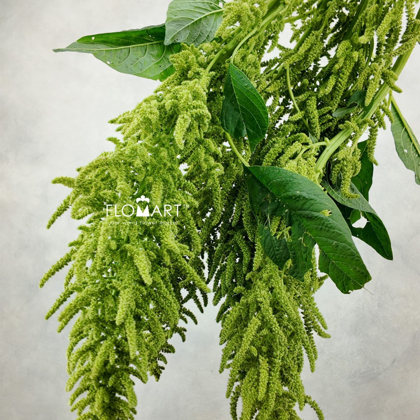 Amaranthus Hot Biscuits Green