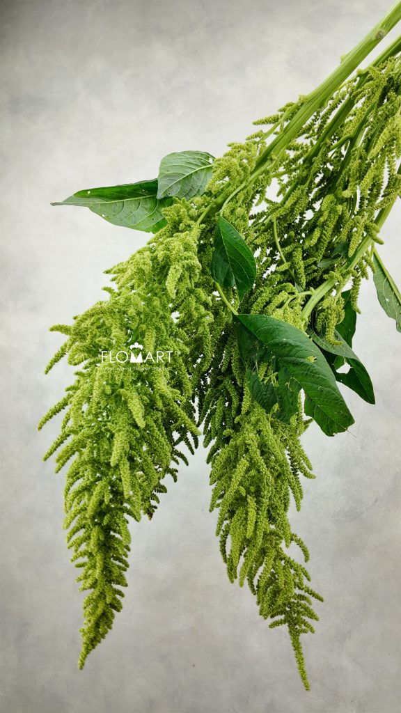 Amaranthus Hot Biscuits Green