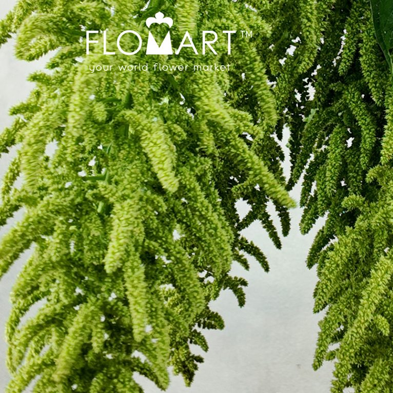 Amaranthus Hot Biscuits Green