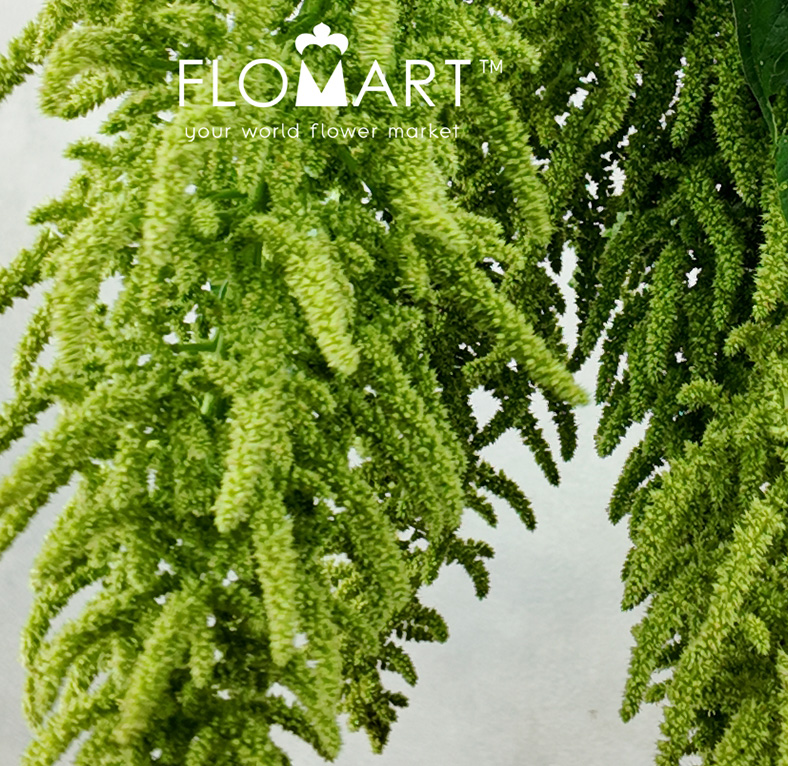 Amaranthus Hot Biscuits Green