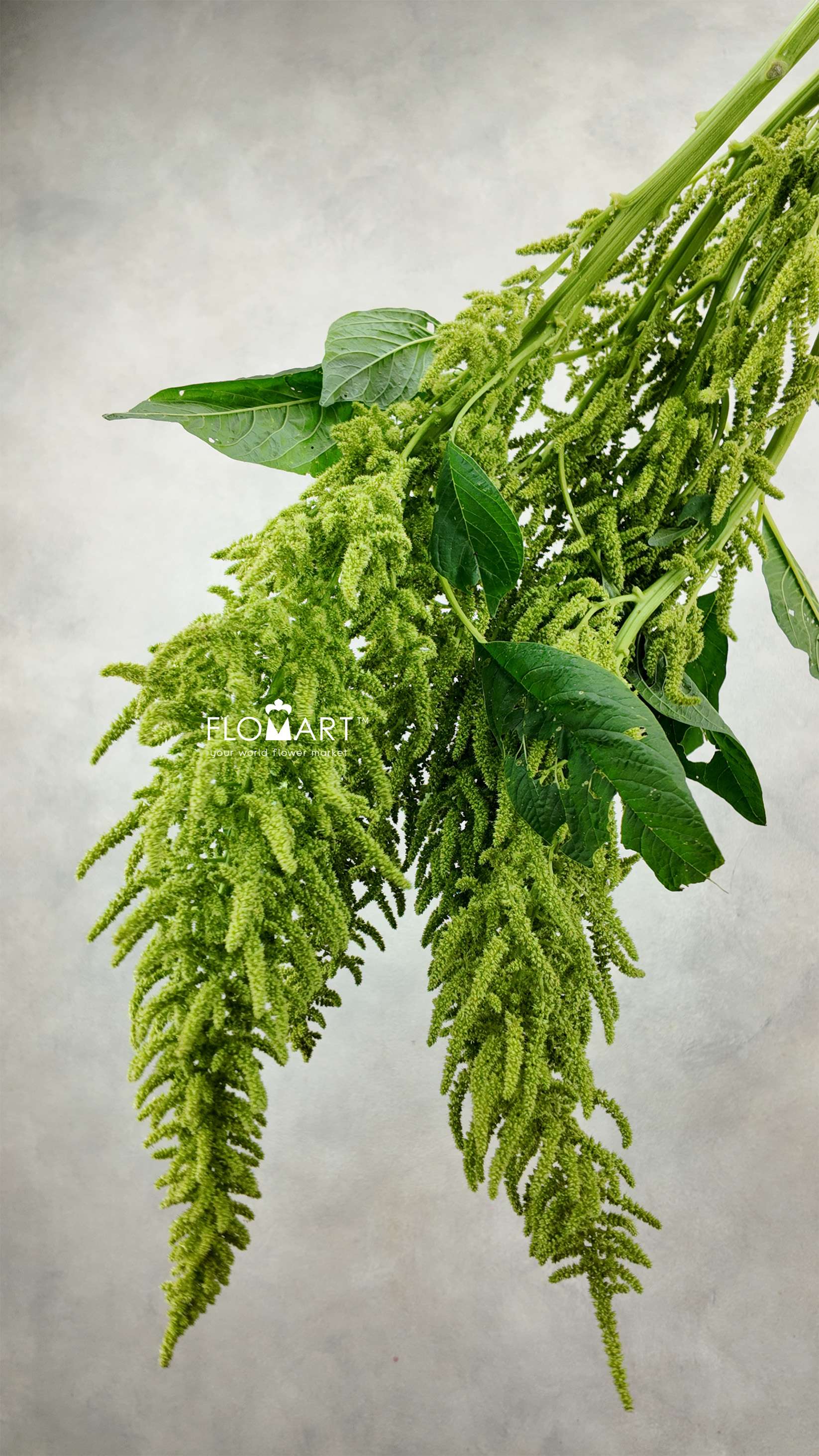 Amaranthus Hot Biscuits Green - Image 1