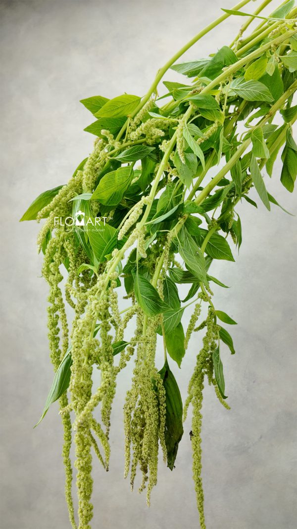 Amaranthus Light Green Fountain
