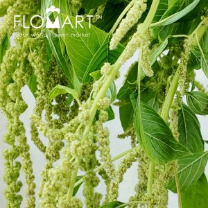 Amaranthus Light Green Fountain