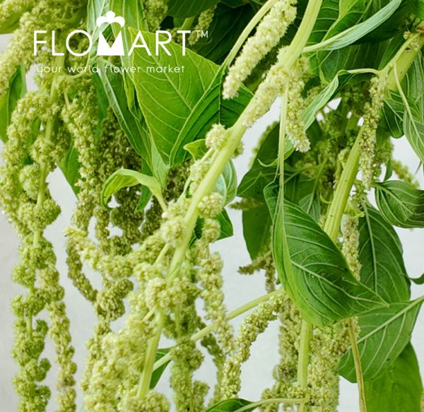 Amaranthus Light Green Fountain