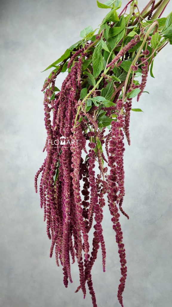 Amaranthus Love Lies Bleeding