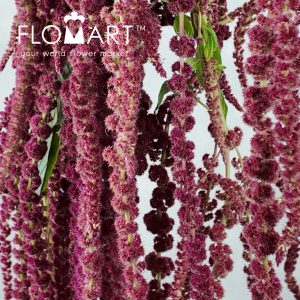 Amaranthus Love Lies Bleeding