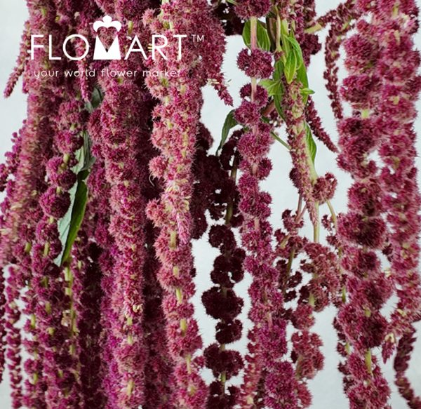 Amaranthus Love Lies Bleeding
