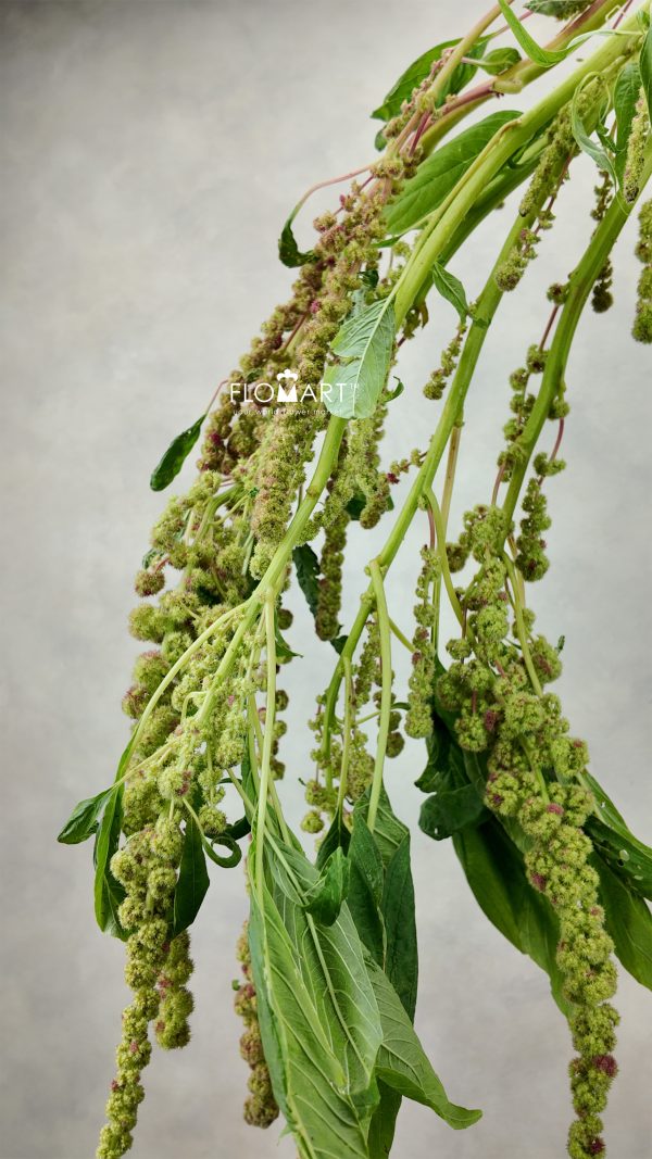 Amaranthus Myra Cycloop
