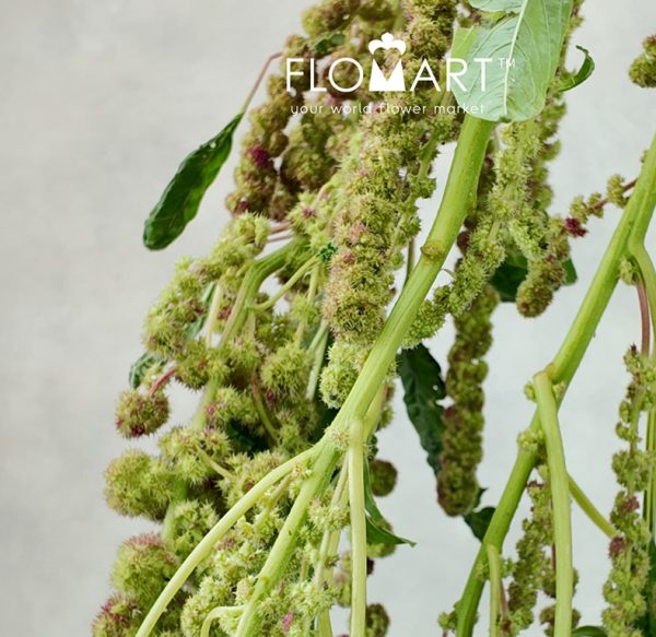 Amaranthus Myra Cycloop