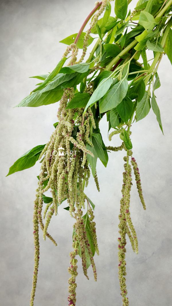 Amaranthus Myra Hanging Amaranthus Myra Hanging