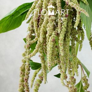 Amaranthus Myra Hanging