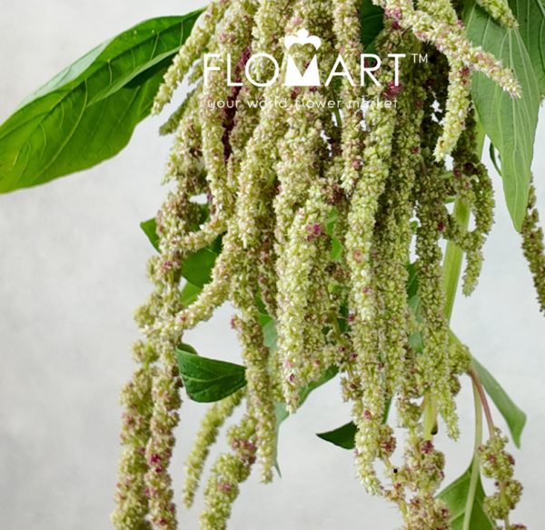 Amaranthus Myra Hanging