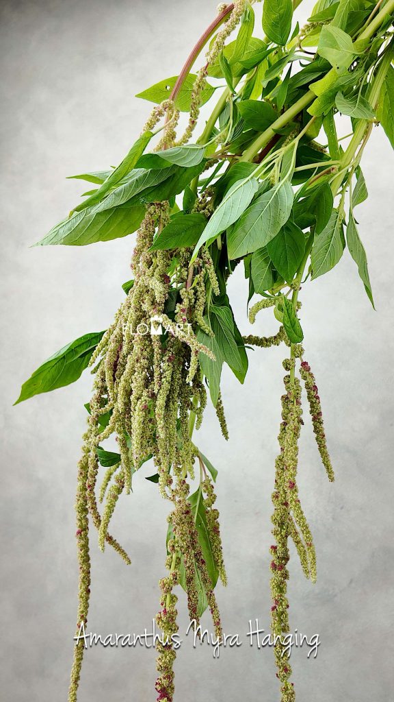 Amaranthus Myra Hanging