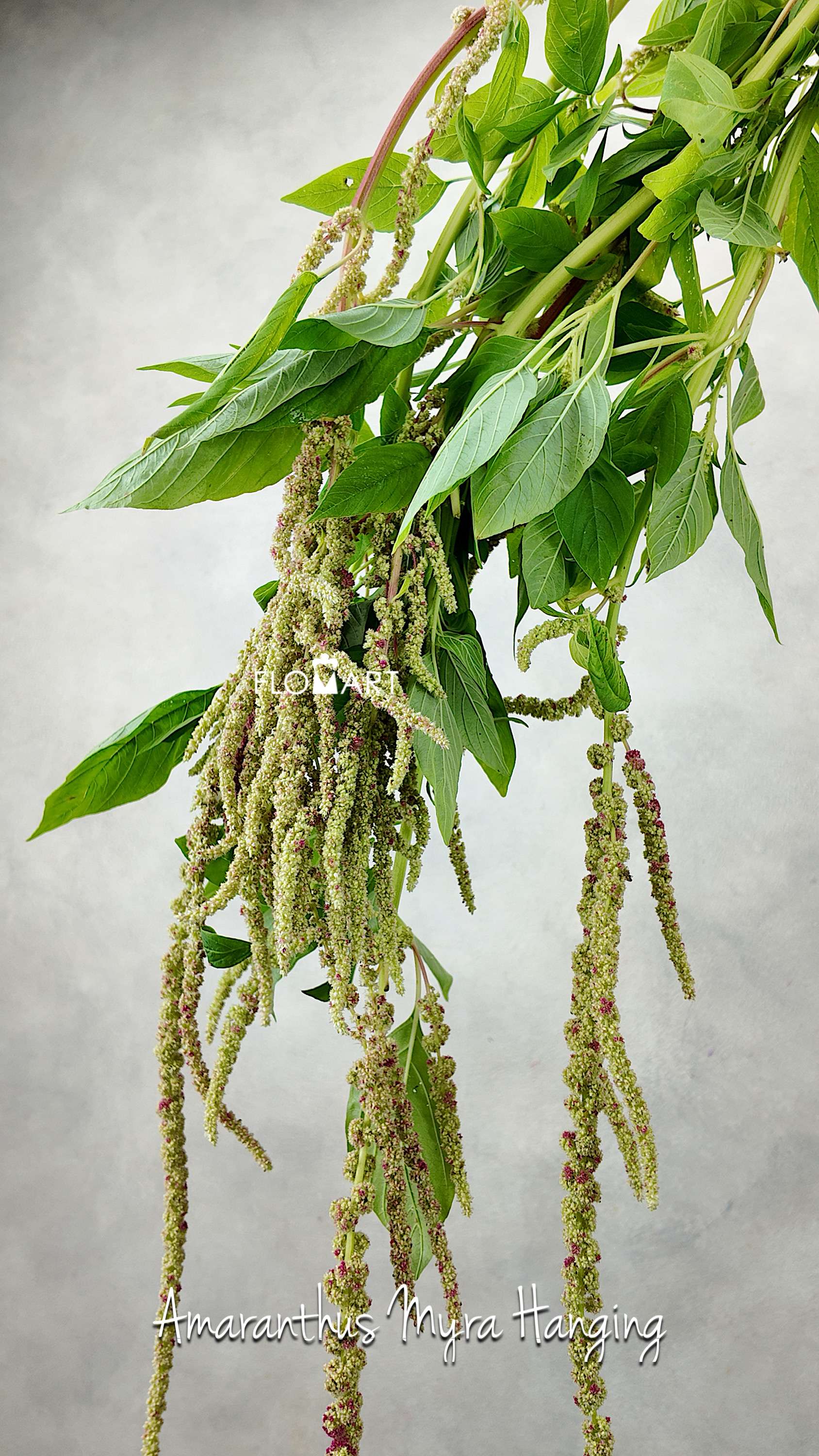 Amaranthus Myra Hanging - Image 1
