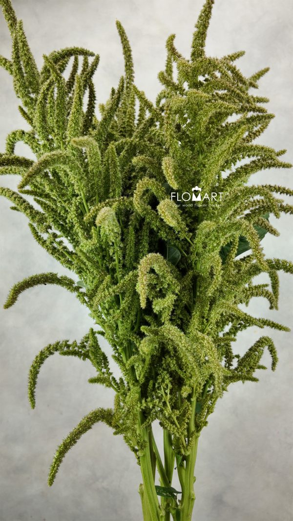 Amaranthus Oppo Peo Green Tea