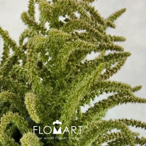 Amaranthus Oppo Peo Green Tea