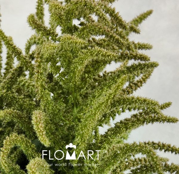 Amaranthus Oppo Peo Green Tea