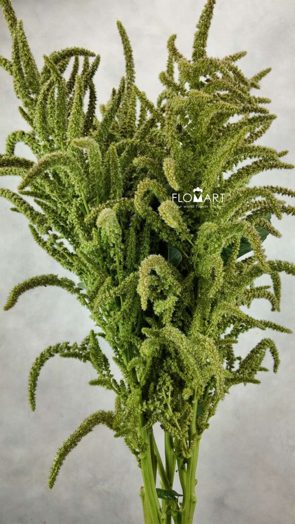 Amaranthus Oppo Peo Green Tea