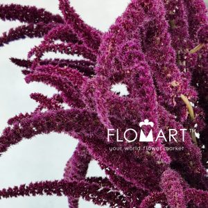Amaranthus Oppo Peo