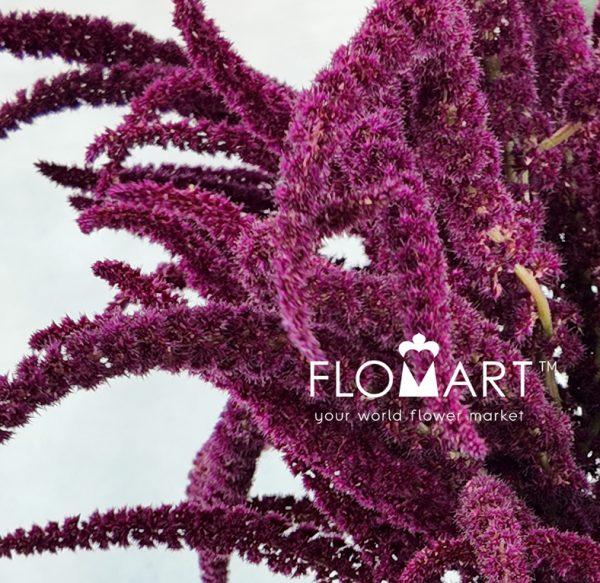 Amaranthus Oppo Peo