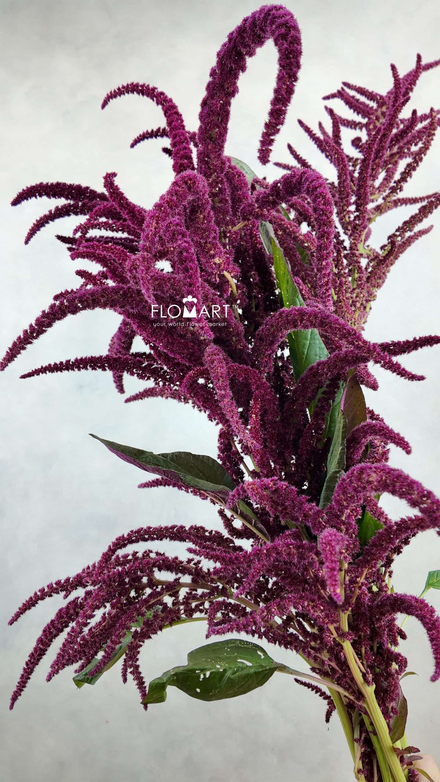 Amaranthus Oppo Peo - Image 1