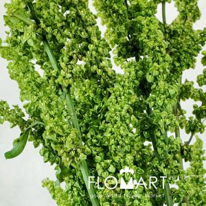 Amaranthus Standing Emerald
