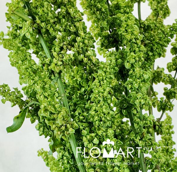 Amaranthus Standing Emerald