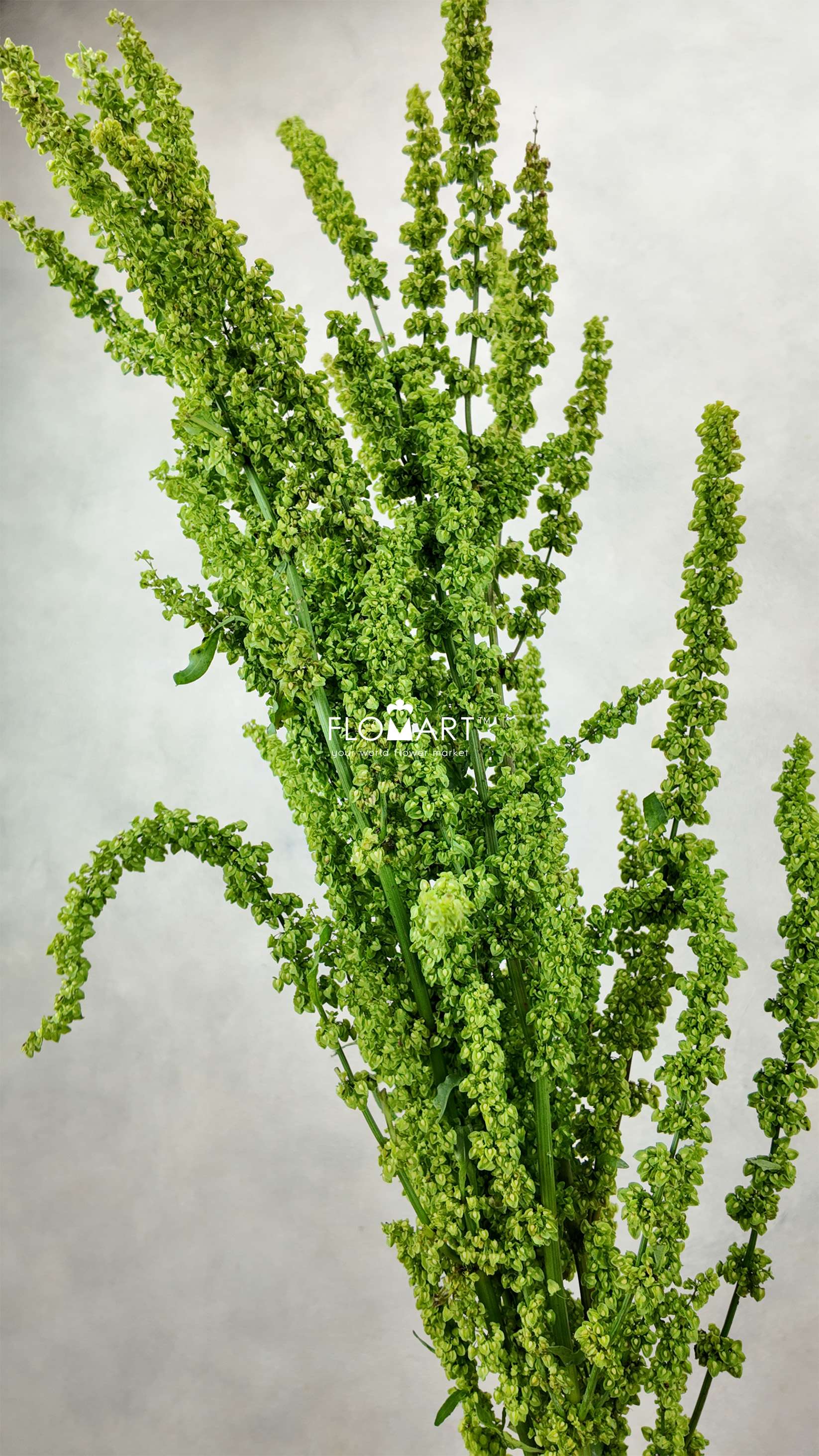 Amaranthus Standing Emerald - Image 1